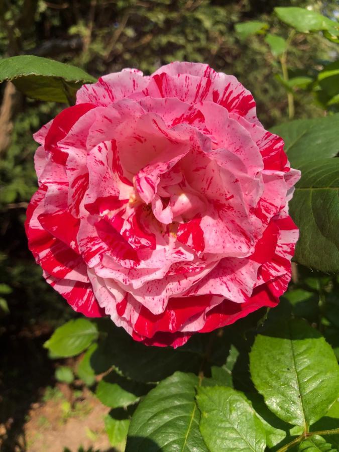 Doué-la-Fontaine Le Chai De La Rose Spa Et Seances Bien Etre المظهر الخارجي الصورة
