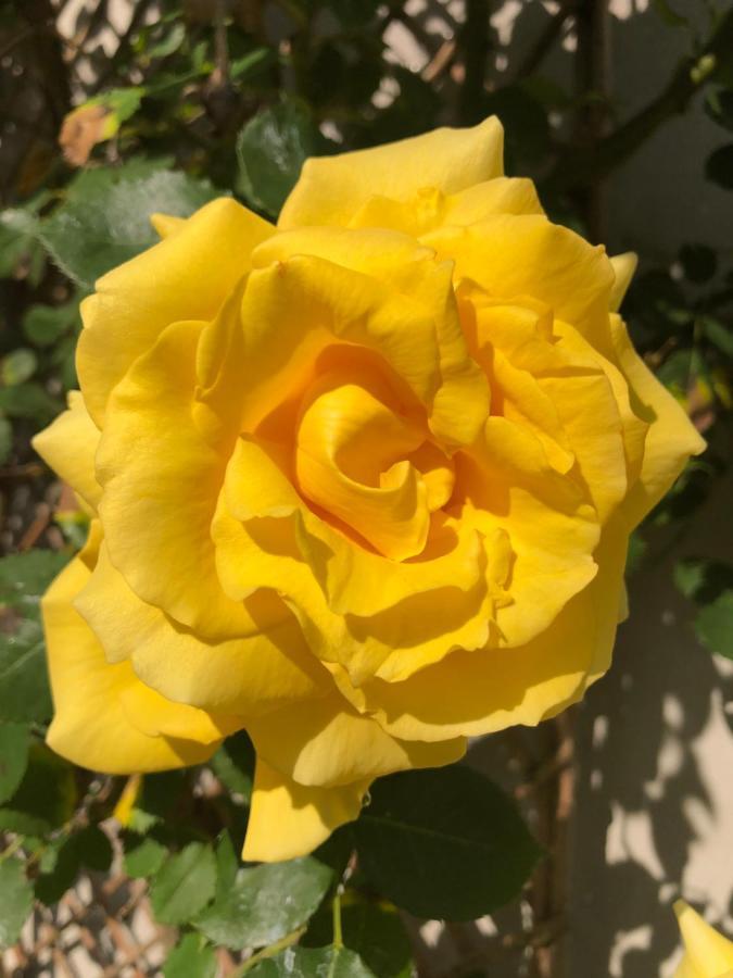 Doué-la-Fontaine Le Chai De La Rose Spa Et Seances Bien Etre المظهر الخارجي الصورة