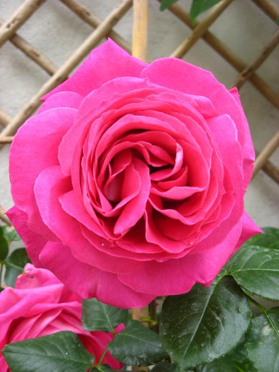 Doué-la-Fontaine Le Chai De La Rose Spa Et Seances Bien Etre المظهر الخارجي الصورة